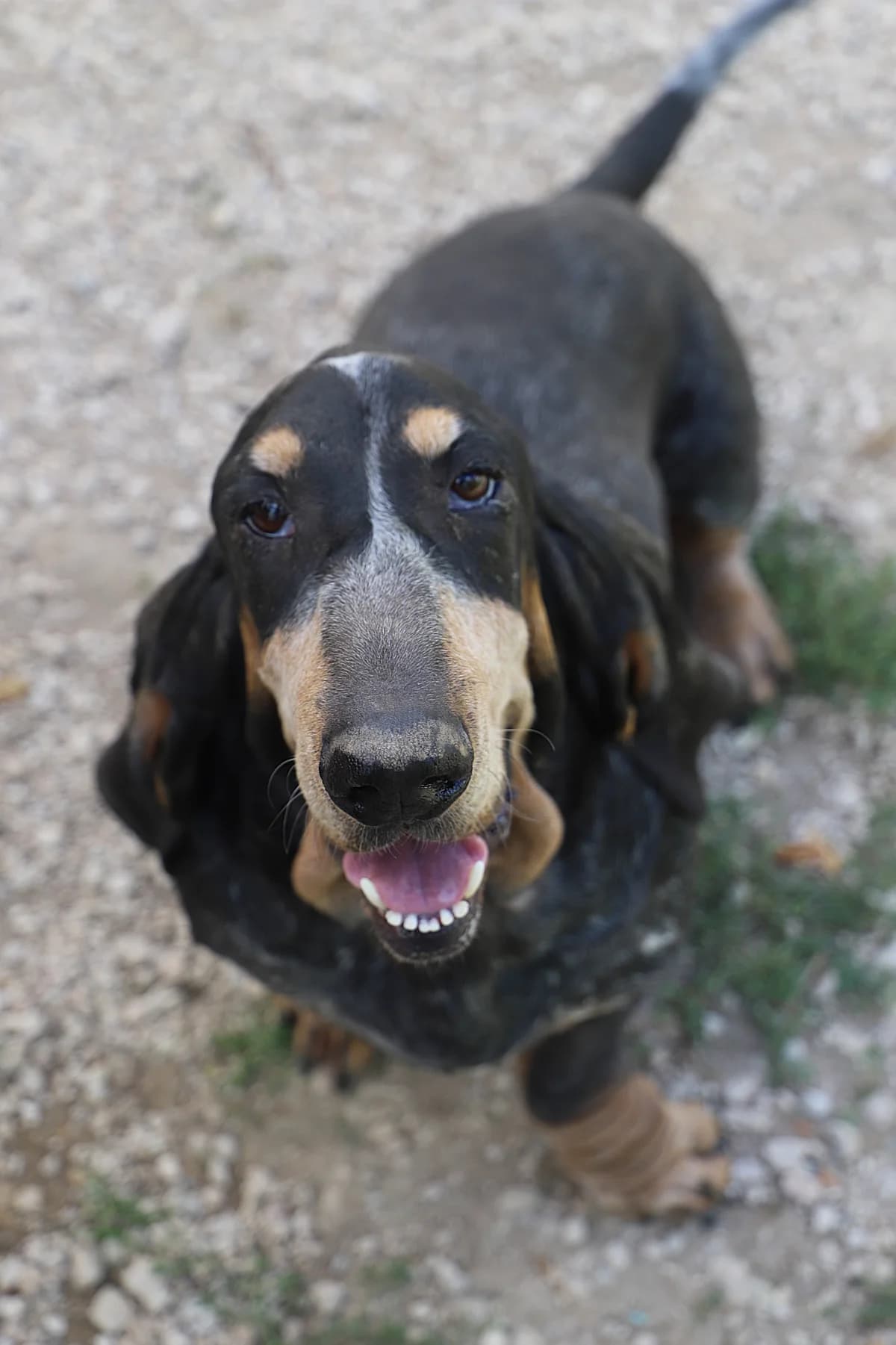 Tango, male Basset Hound for adoption at SPA les amis des bêtes — Refuge de Jouvence