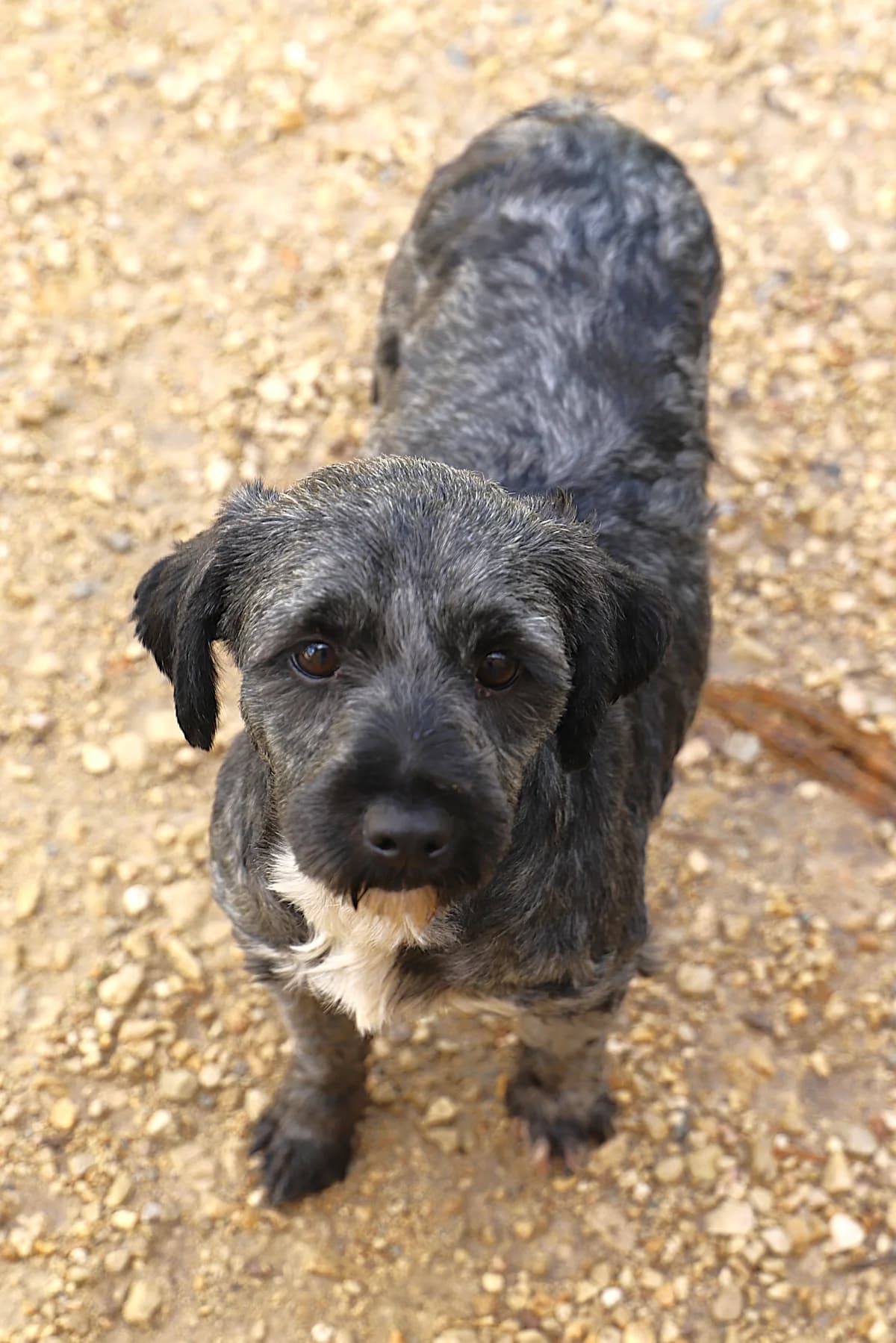 Tekkia, female mixed breed for adoption at SPA les amis des bêtes — Refuge de Jouvence