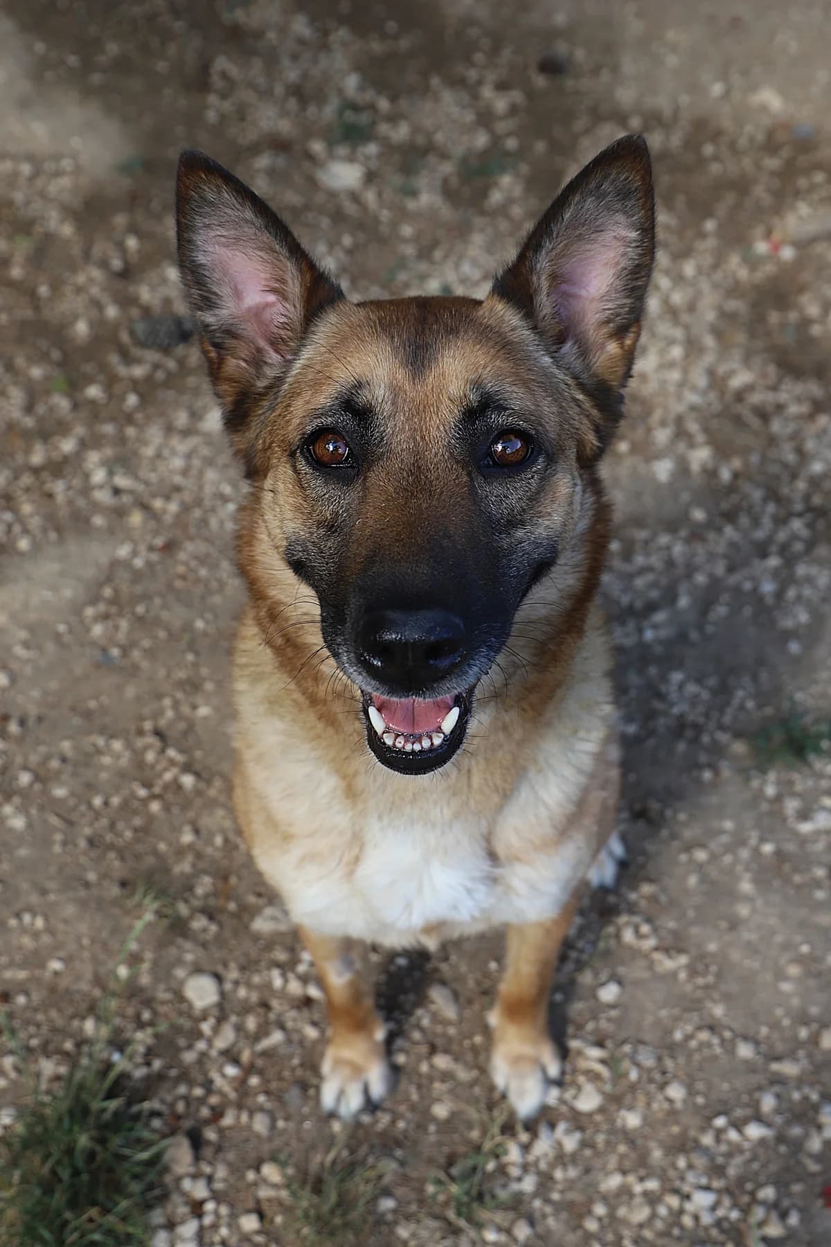 Thea, female Belgian Malinois for adoption at SPA les amis des bêtes — Refuge de Jouvence