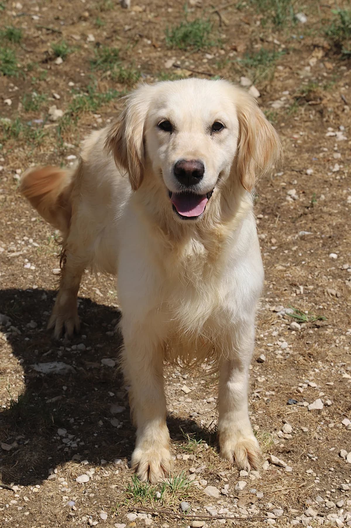 Top, female Golden Retriever for adoption at SPA les amis des bêtes — Refuge de Jouvence