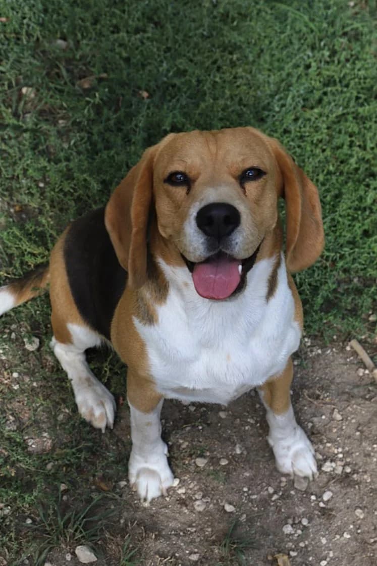 Toto, female Beagle for adoption at SPA les amis des bêtes — Refuge de Jouvence