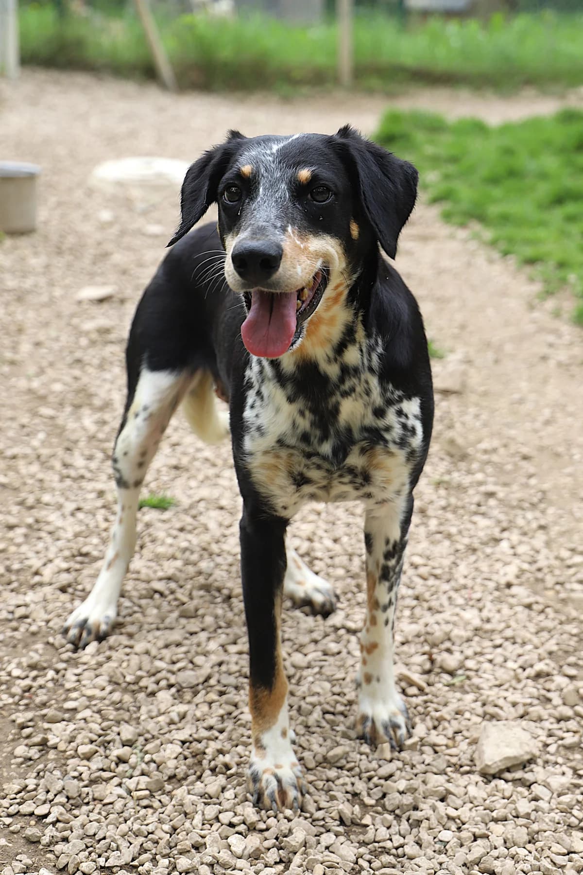 Uvea, female Border Collie for adoption at SPA les amis des bêtes — Refuge de Jouvence