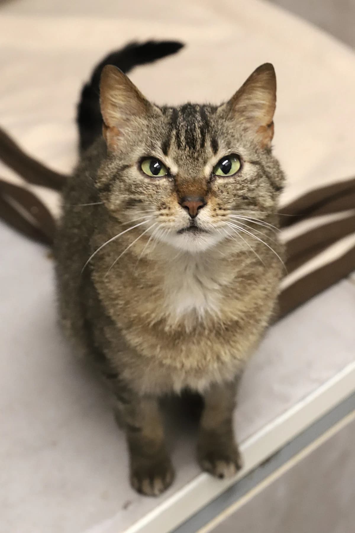 Vegas, female European Shorthair for adoption at SPA les amis des bêtes — Refuge de Jouvence