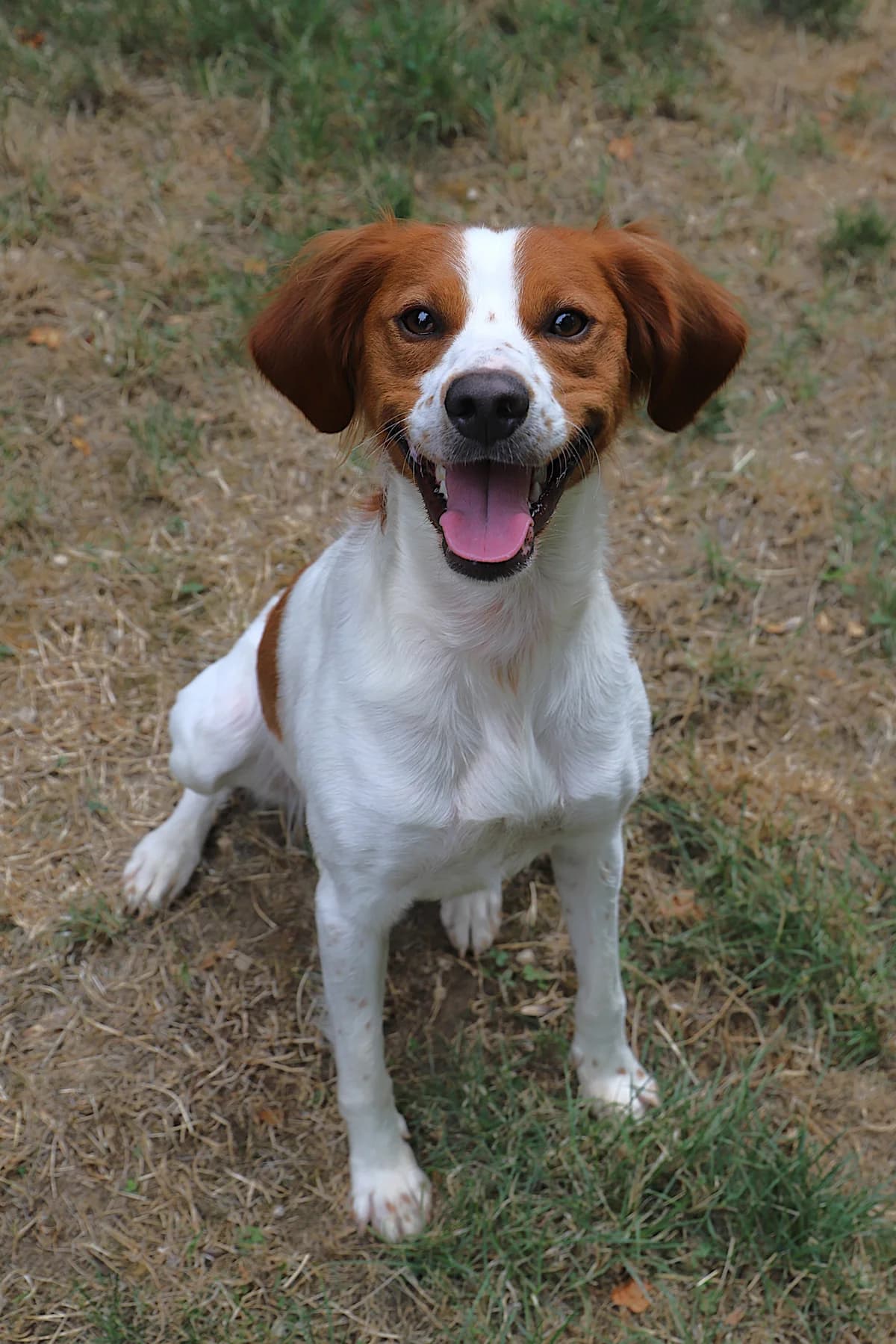 Volt, male Mixed Breed for adoption at SPA les amis des bêtes — Refuge de Jouvence
