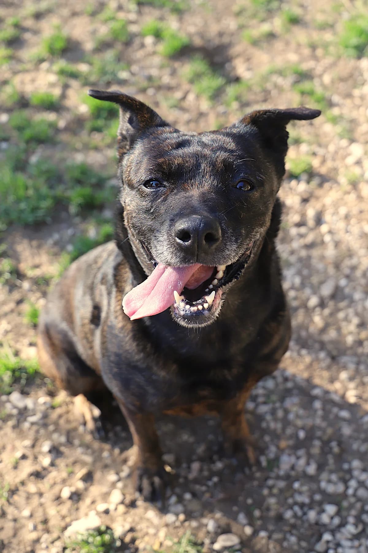 Xena, female Mixed Breed for adoption at SPA les amis des bêtes — Refuge de Jouvence