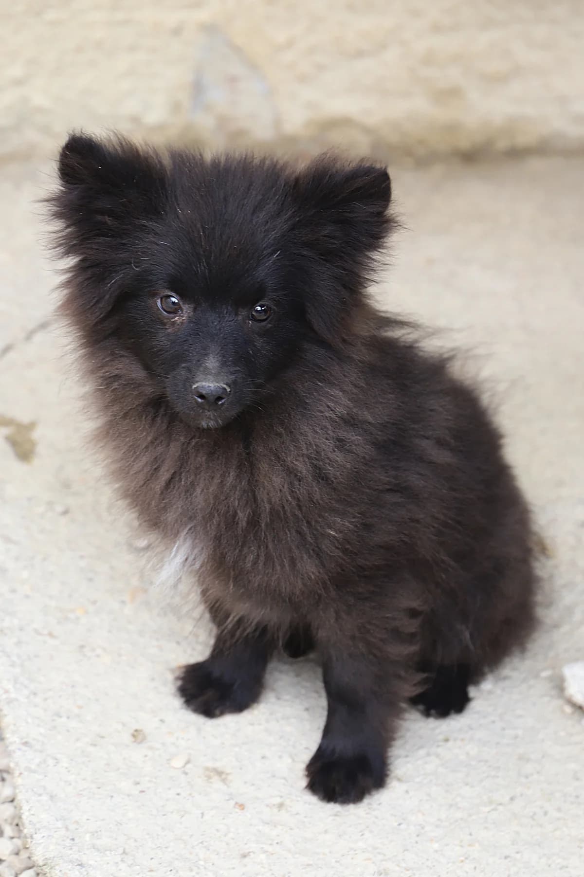 Yellow, male mixed breed for adoption at SPA les amis des bêtes — Refuge de Jouvence