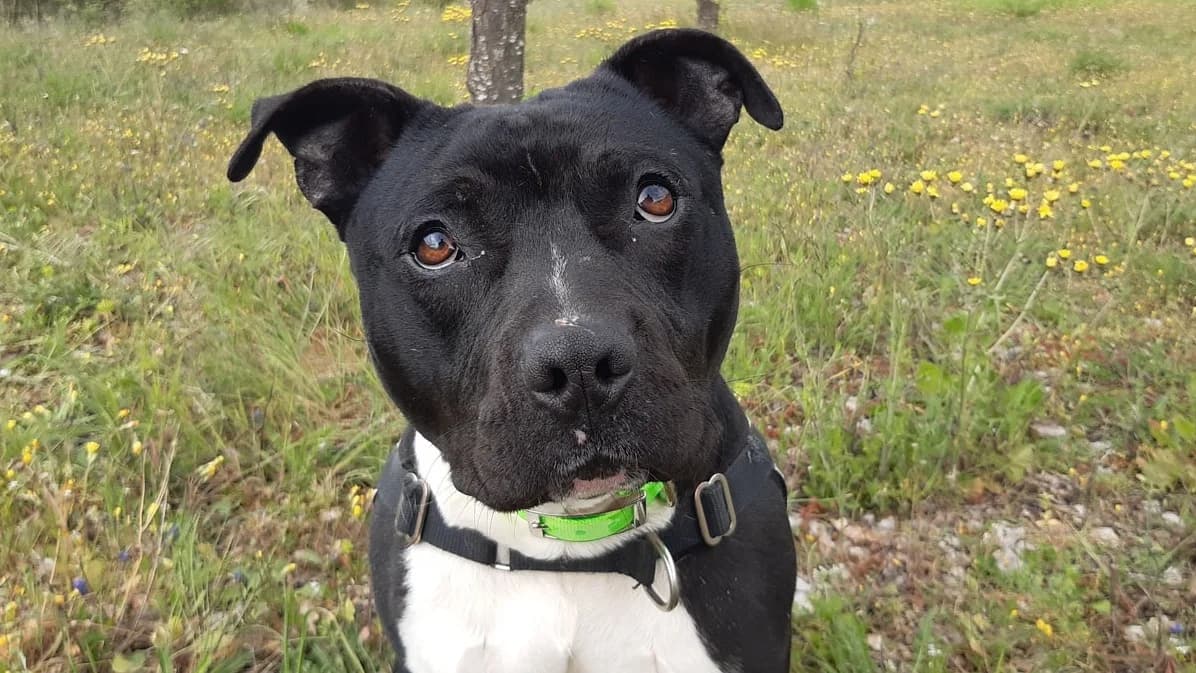 Aiko, male young Staffordshire Bull Terrier for adoption at SPA Millau, Millau