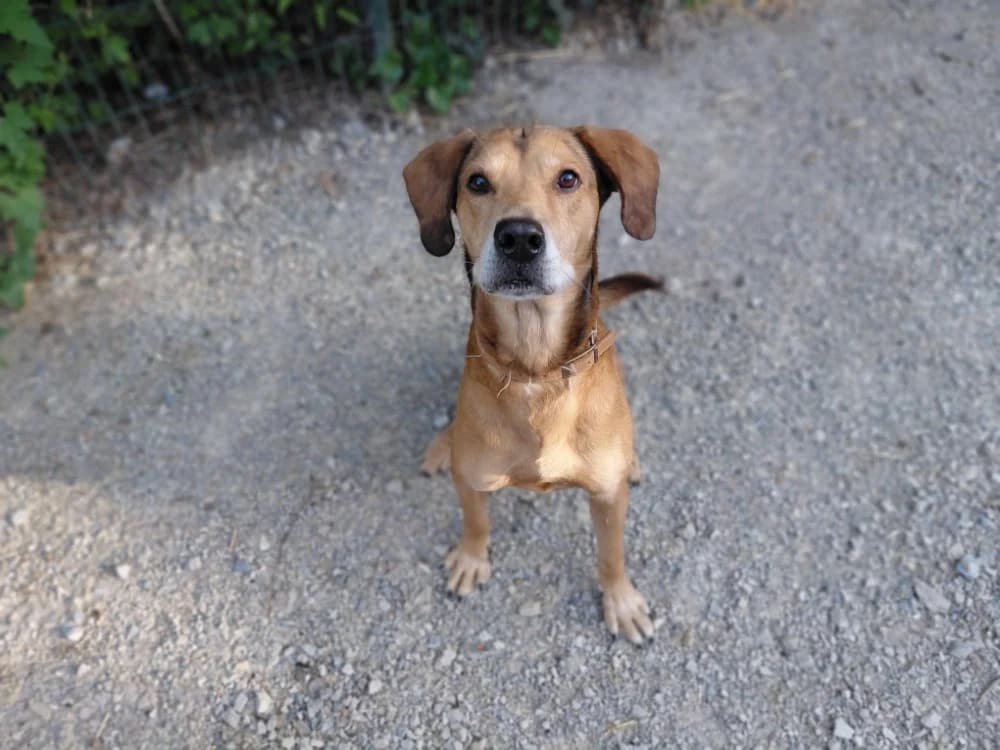 Okino, male young mixed breed for adoption at SPA Millau, Millau