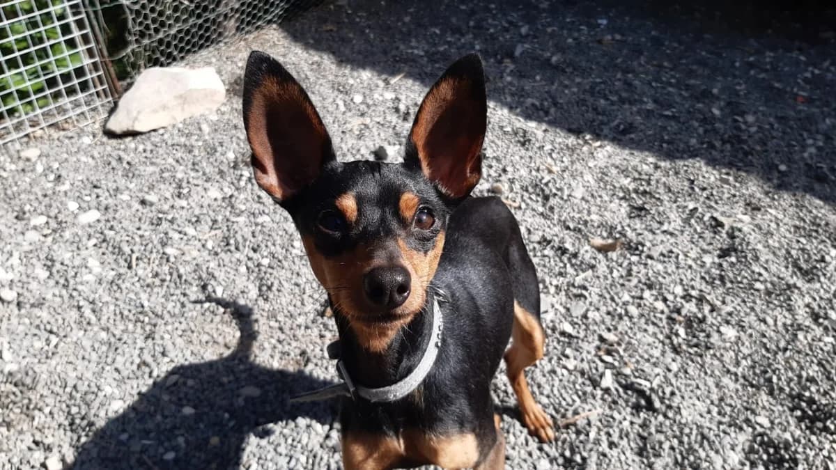 Pingo, male young mixed breed for adoption at SPA Millau, Millau