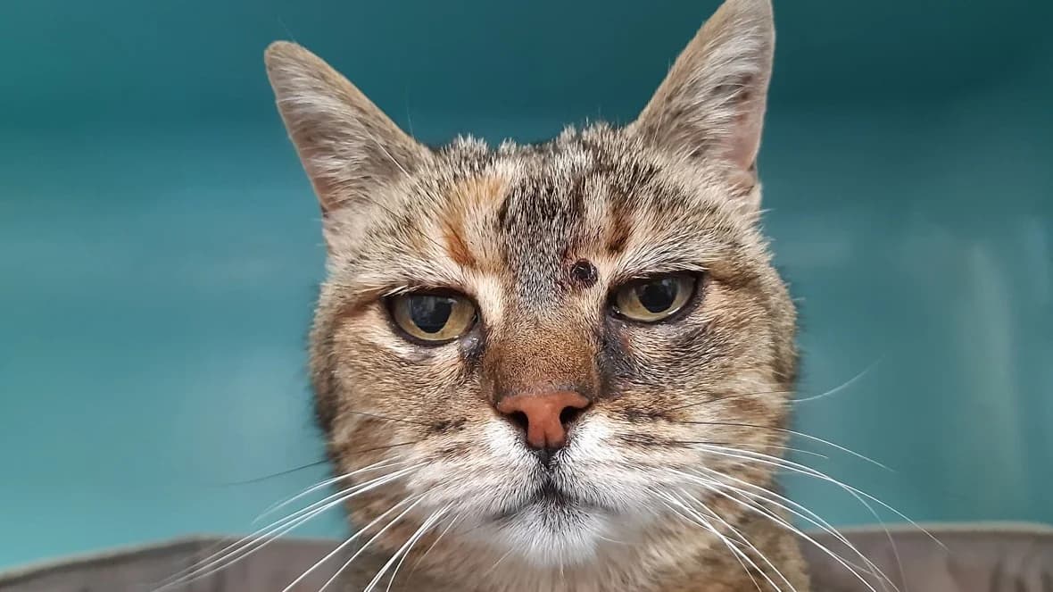 Pastille, female senior mixed breed for adoption at SPA Millau, Millau