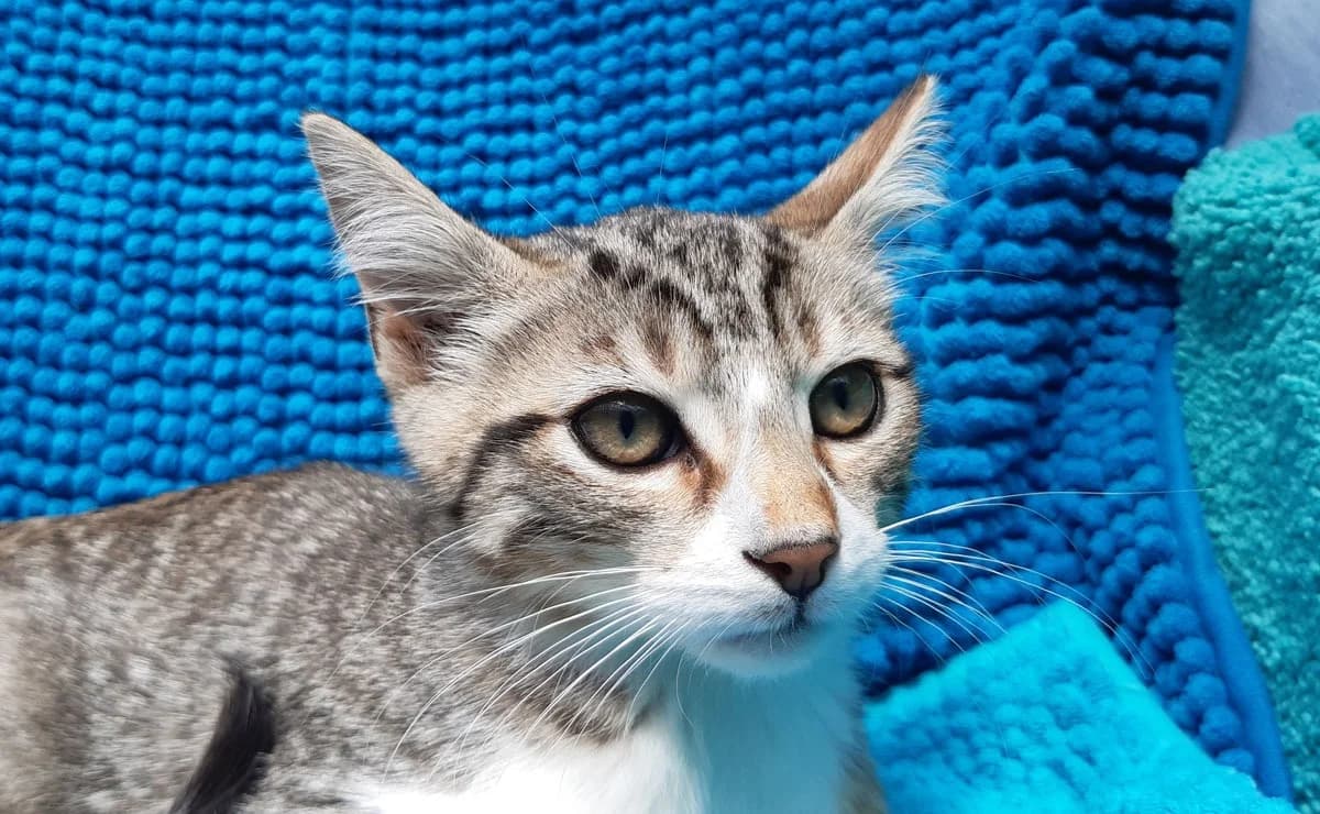 Potifuit, male puppy Mixed Breed for adoption at SPA Millau, Millau