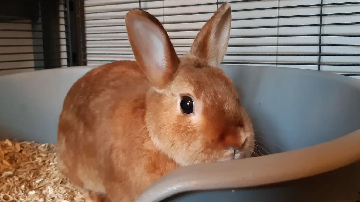 Bumba, female young Mixed Breed for adoption at SPA Millau, Millau