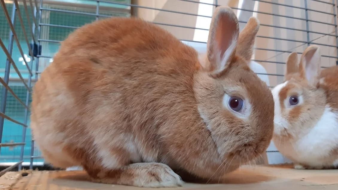 Garang, female young Mixed Breed for adoption at SPA Millau, Millau