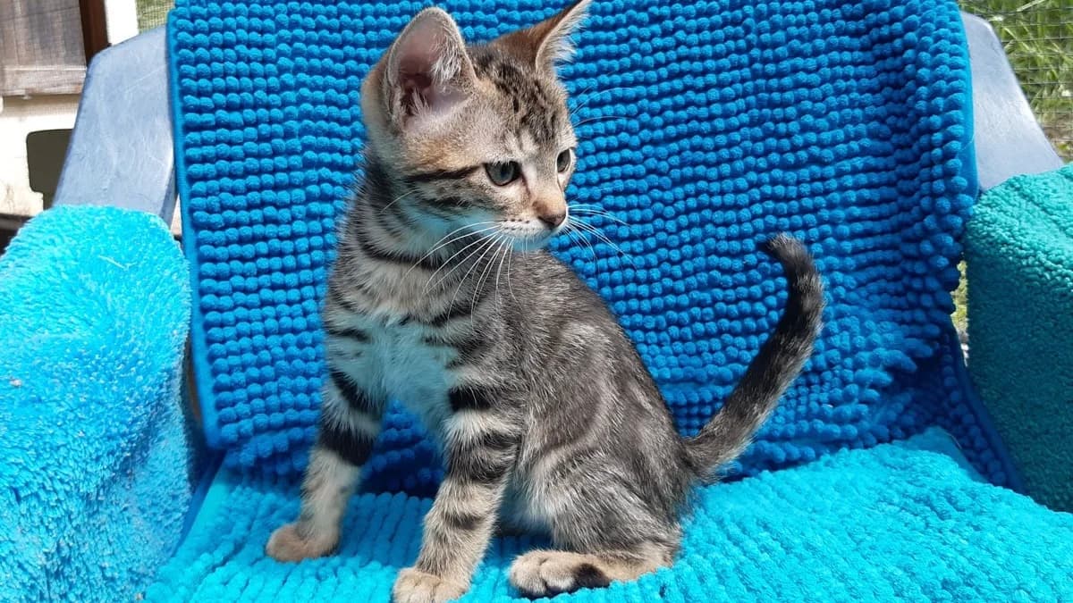 Potilion, male puppy Mixed Breed for adoption at SPA Millau, Millau