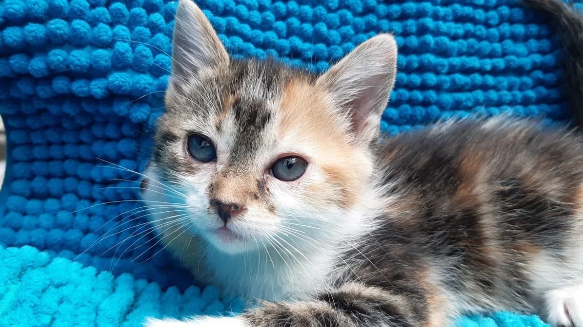 Potibouille, female Mixed Breed for adoption at SPA Millau, Millau