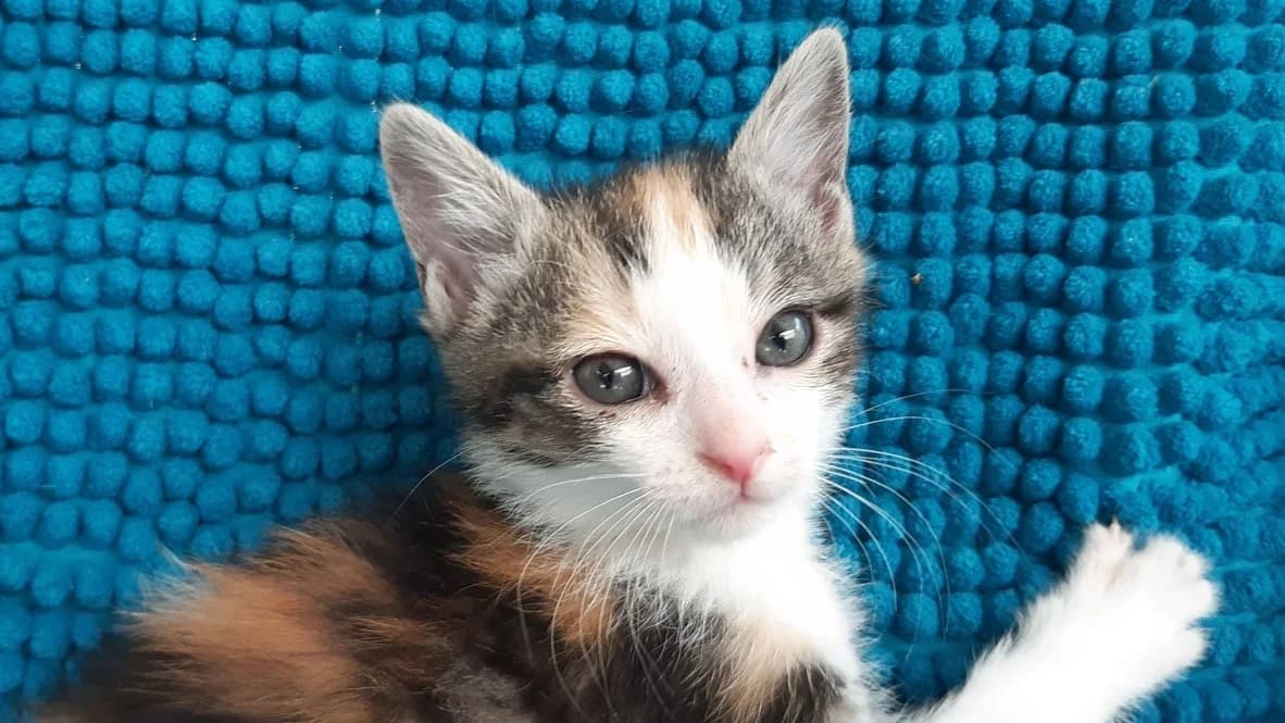 Potinez, female Mixed Breed for adoption at SPA Millau, Millau