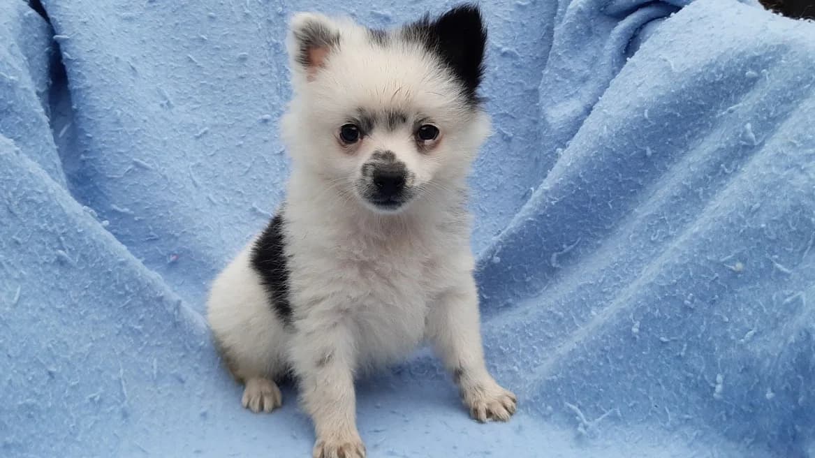 Domino, male Mixed Breed for adoption at SPA Millau, Millau