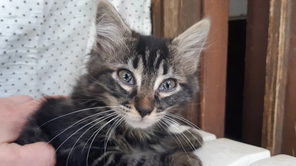 Potisucré, female puppy Mixed Breed for adoption at SPA Millau, Millau