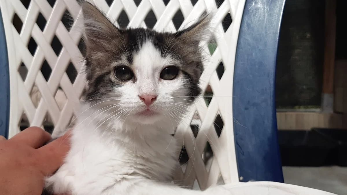 Potikrem, female Mixed Breed for adoption at SPA Millau, Millau