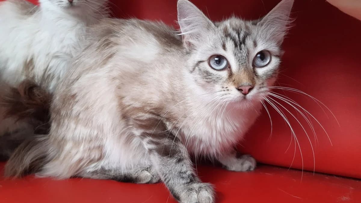 Tibouch, female Mixed Breed for adoption at SPA Millau, Millau