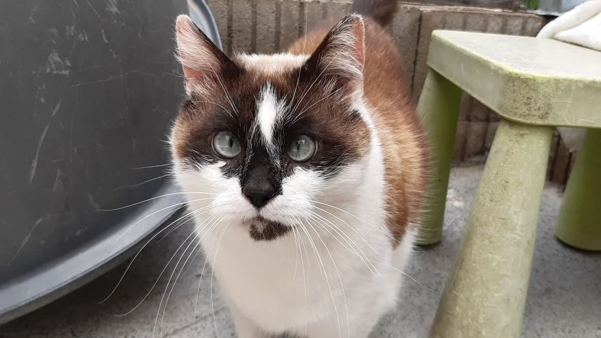 Bonhomme, male senior Mixed Breed for adoption at SPA Millau, Millau