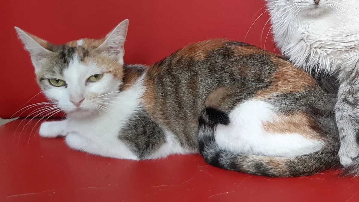 Japana, female young Mixed Breed for adoption at SPA Millau, Millau