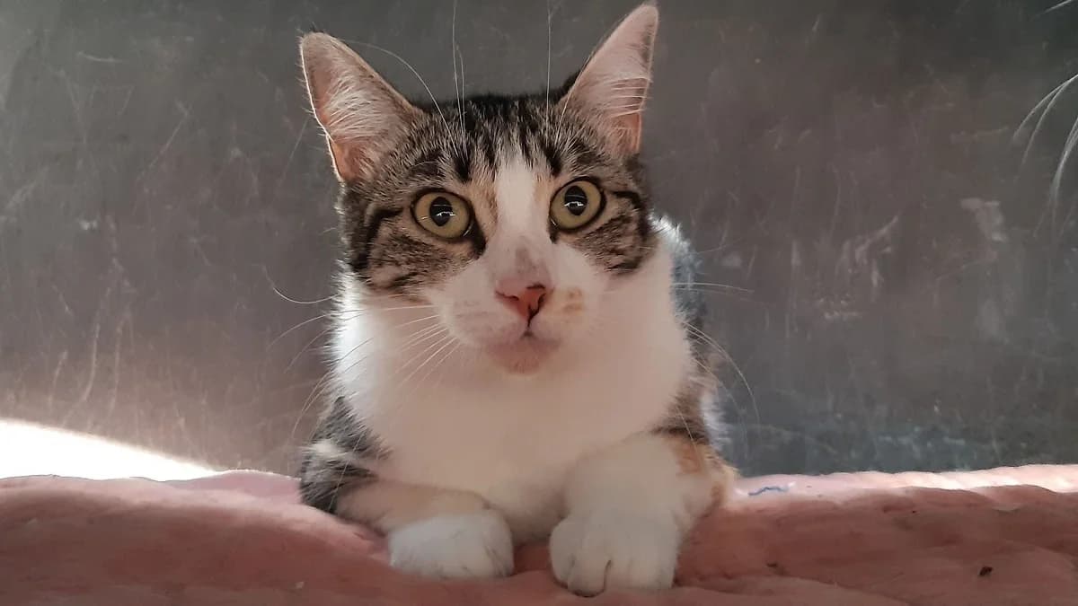 Japana, female young Mixed Breed for adoption at SPA Millau, Millau