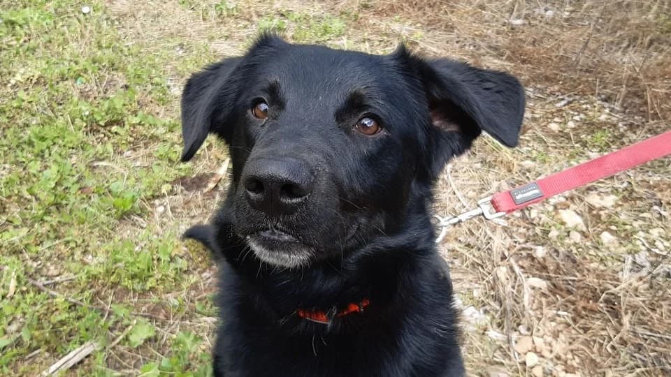 Paco, male young mixed breed for adoption at SPA Millau, Millau