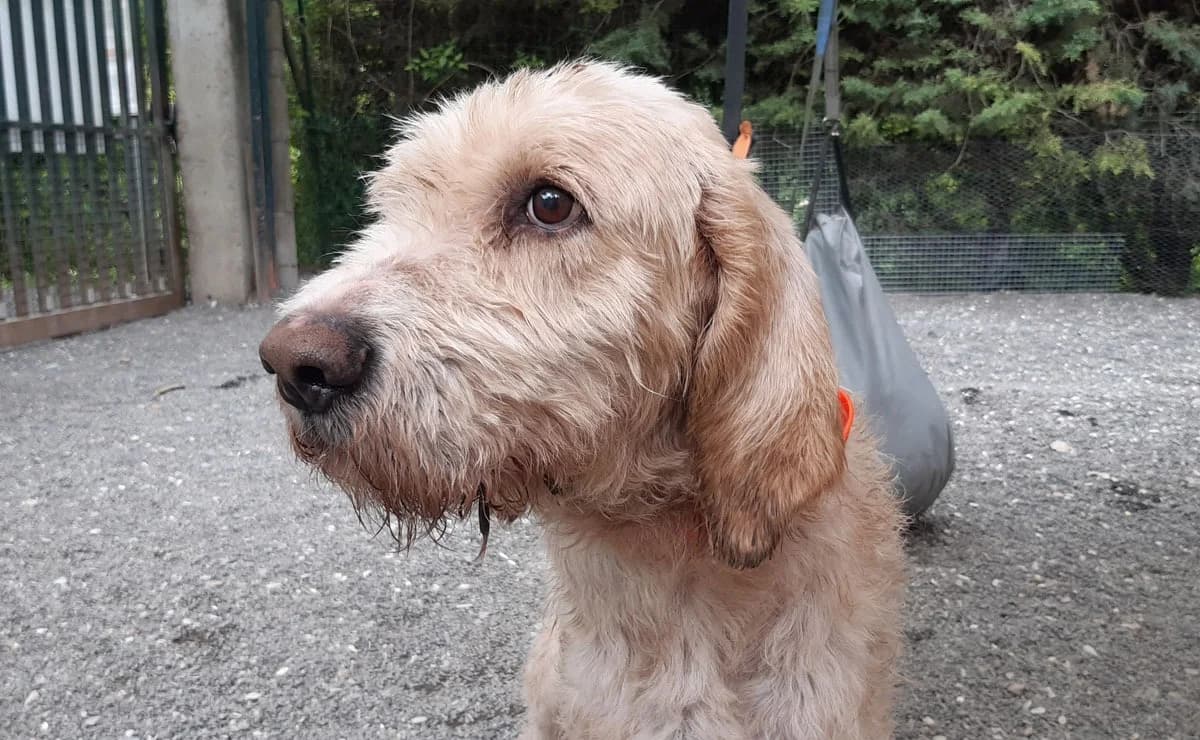 Jos, male senior mixed breed for adoption at SPA Millau, Millau