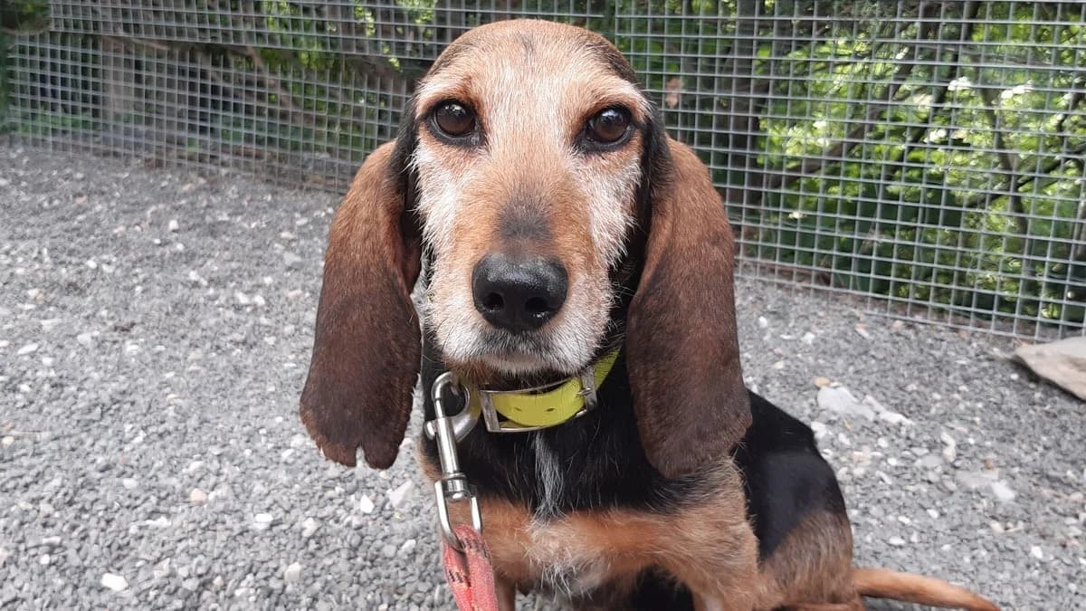 Galette, female senior Basset Hound for adoption at SPA Millau, Millau