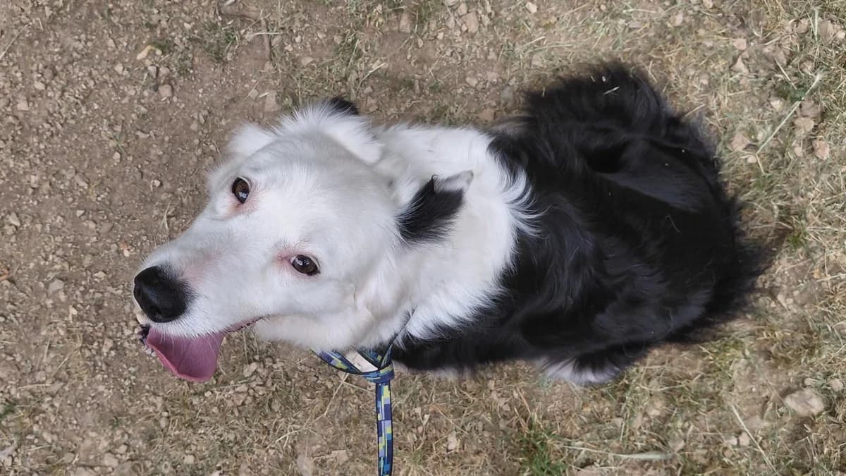 Ninette, female senior Border Collie for adoption at SPA Millau, Millau