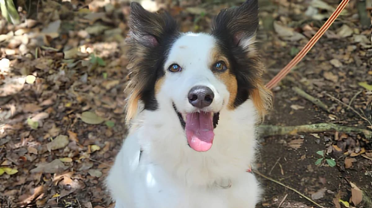 Brother, male 7yo Mixed Breed for adoption at SPA Millau, Millau