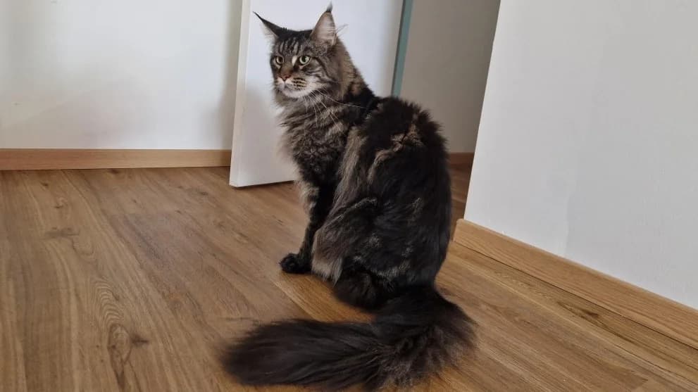 Thaos, male 4yo Mixed Breed for adoption at SPA Millau, Millau