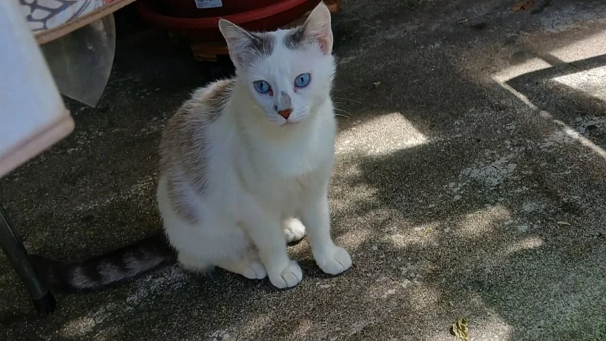 Choupette, female young Mixed Breed for adoption at SPA Millau, Millau