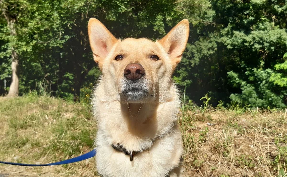 Loki, male 4yo Mixed Breed for adoption at SPA Millau, Millau