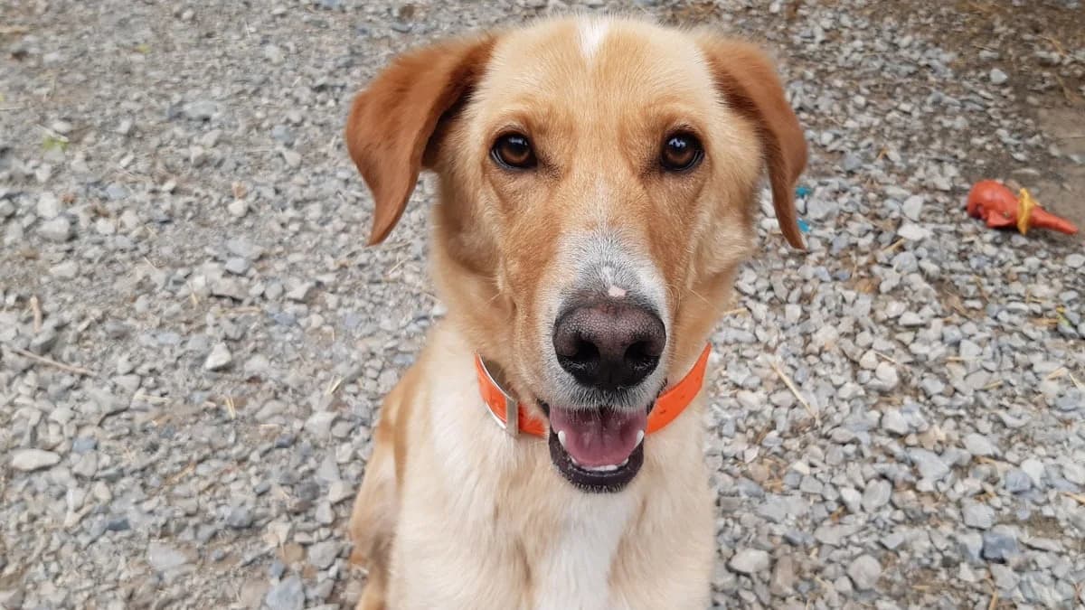 ANPAN, male 4yo Labrador Retriever for adoption at SPA Millau, Millau