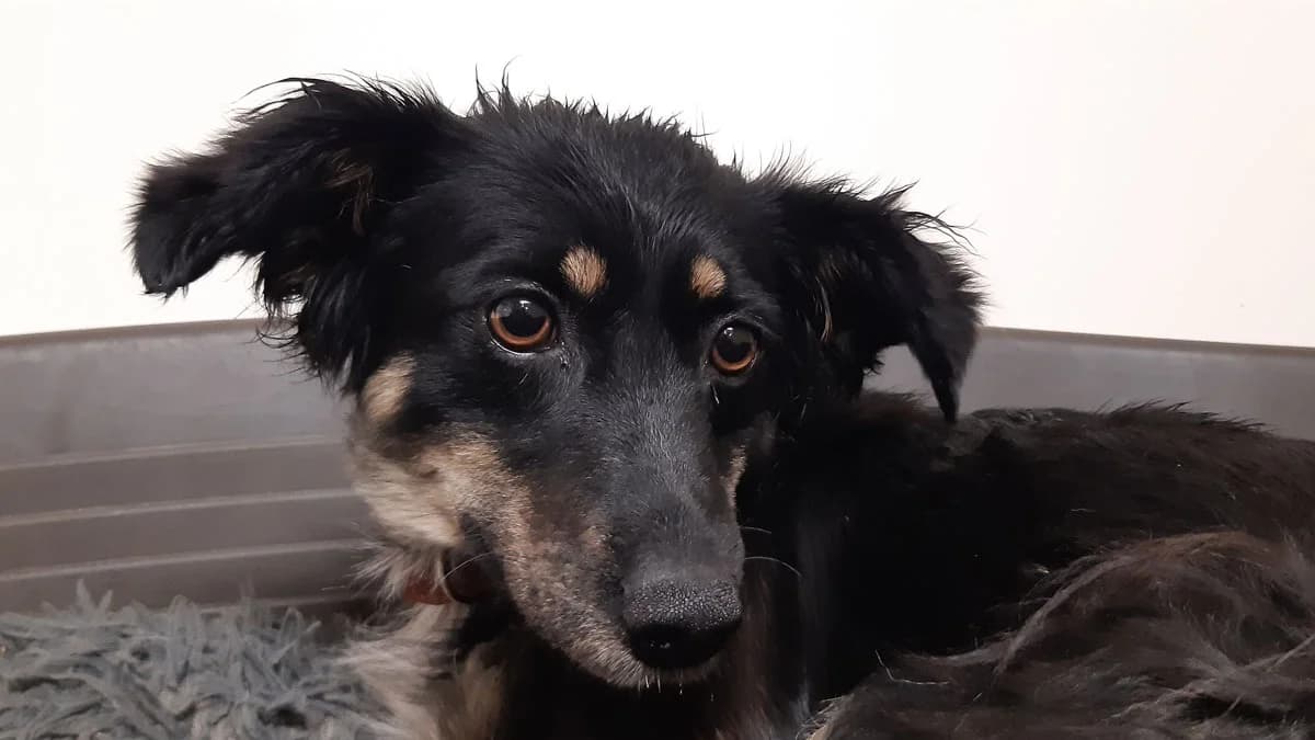 Zaïzaï, female young mixed breed for adoption at SPA Millau, Millau