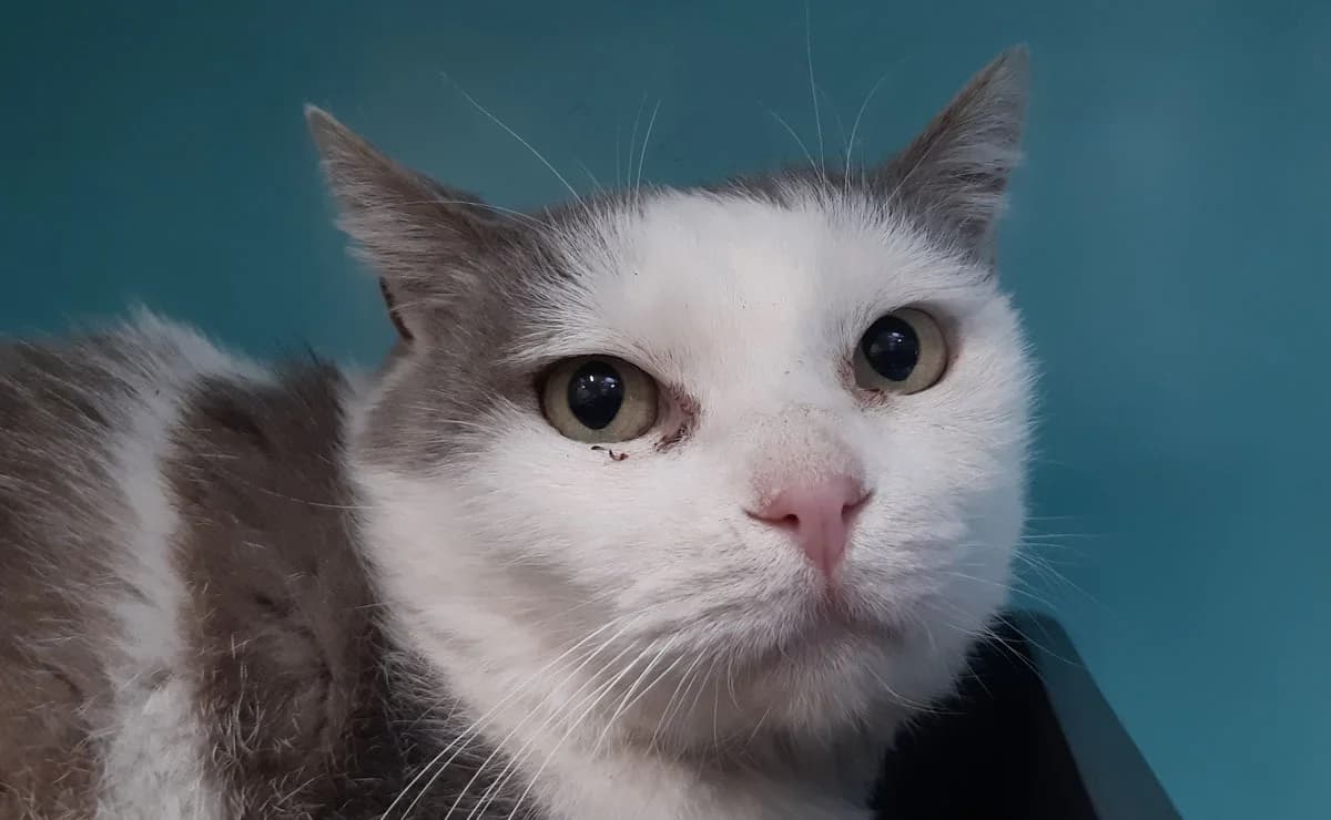 Mouchou, male 7yo Mixed Breed for adoption at SPA Millau, Millau