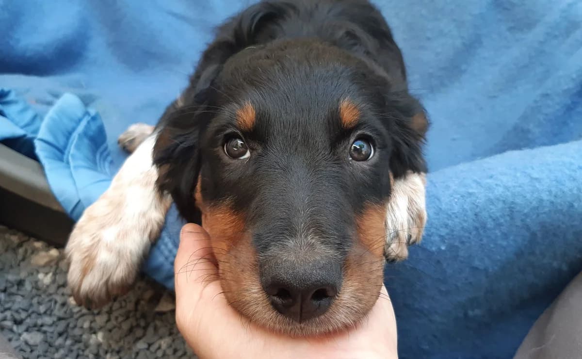 Palourde, female puppy Golden Retriever for adoption at SPA Millau, Millau