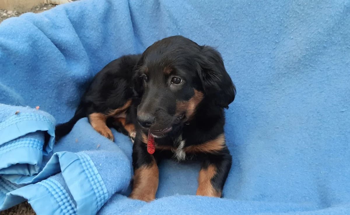 Panga, female puppy Golden Retriever for adoption at SPA Millau, Millau