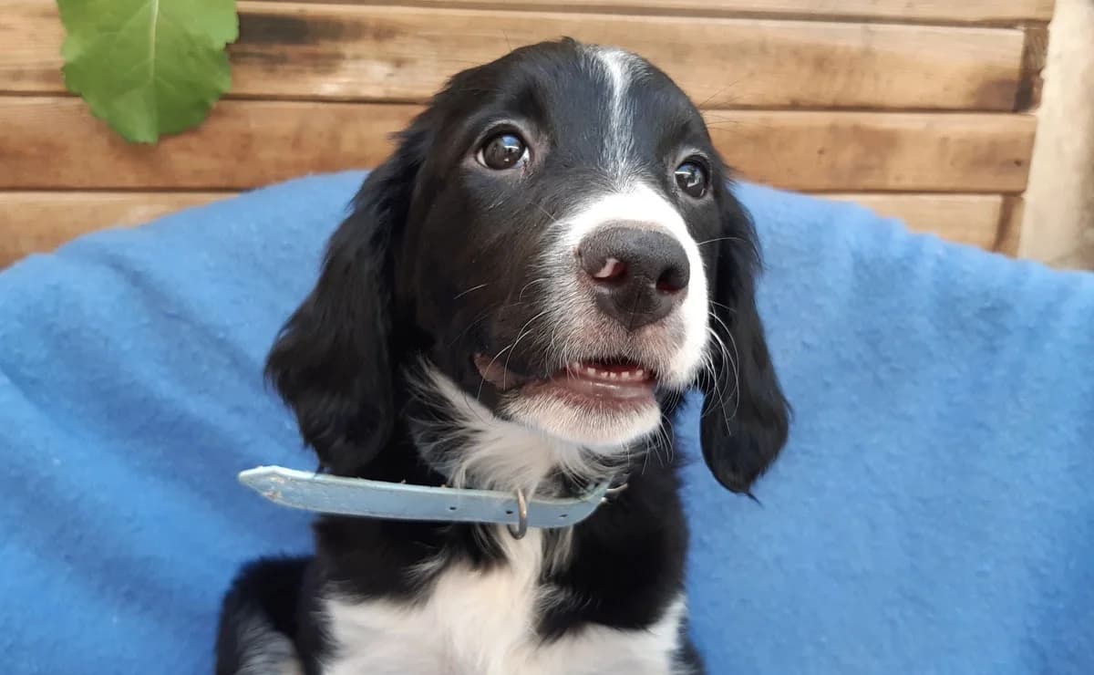 Patelle, female puppy Golden Retriever for adoption at SPA Millau, Millau