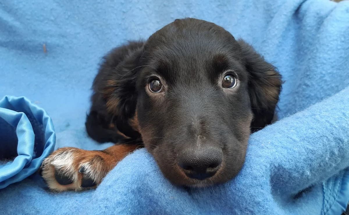 Pypocampe, male puppy Golden Retriever for adoption at SPA Millau, Millau