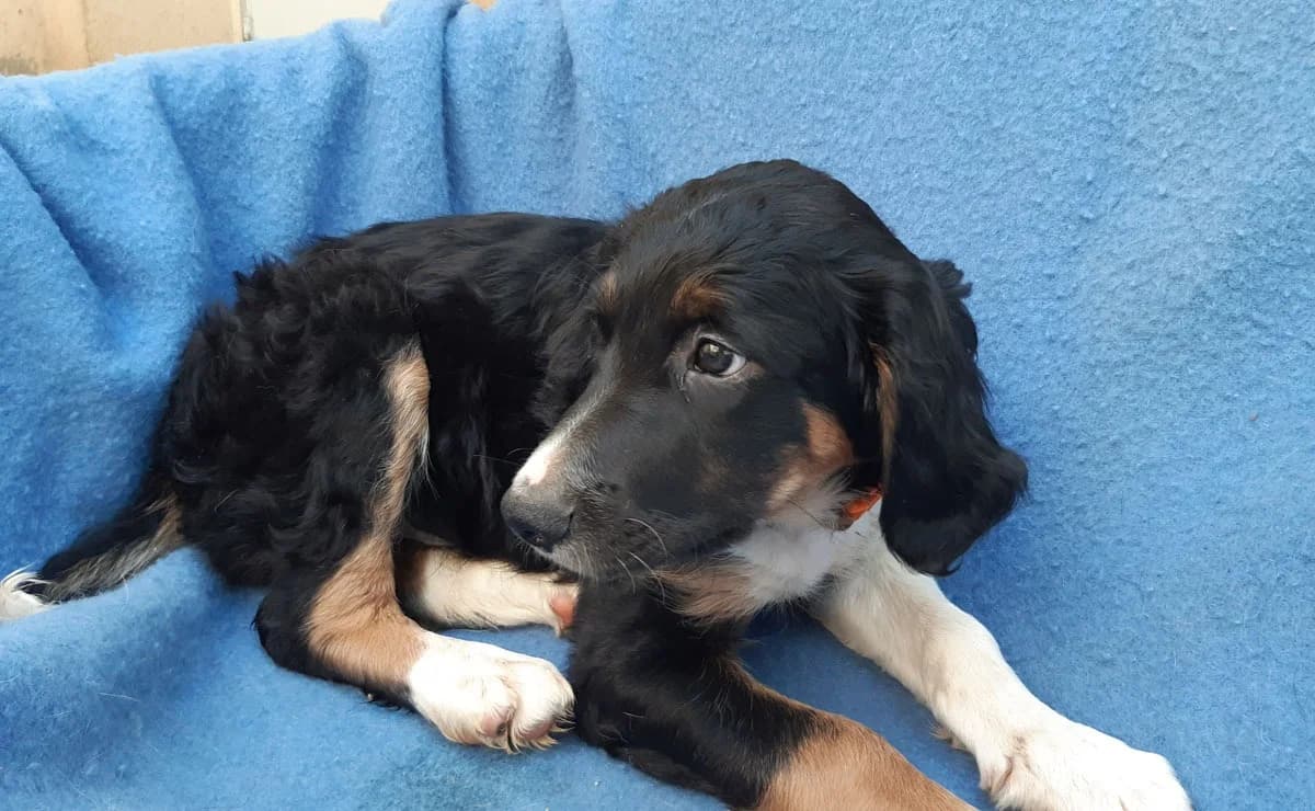 Poulpe, male puppy Golden Retriever for adoption at SPA Millau, Millau