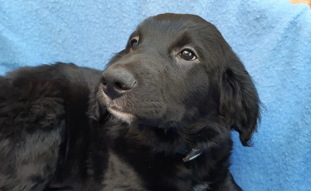 Pollusq, male puppy Golden Retriever for adoption at SPA Millau, Millau