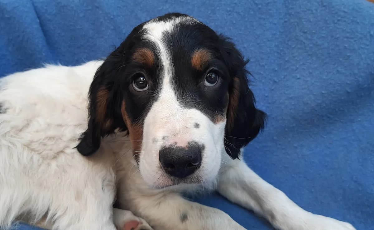 Piranha, male puppy Golden Retriever for adoption at SPA Millau, Millau
