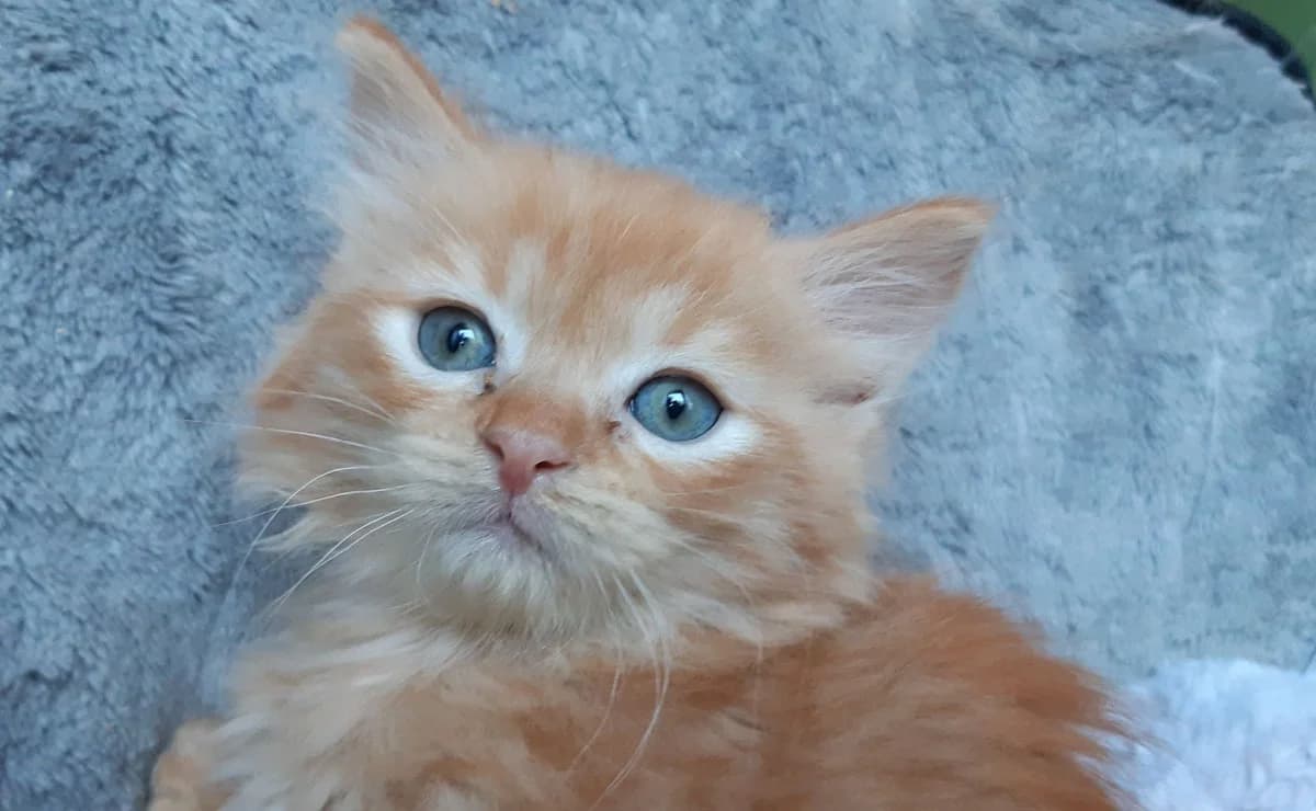 Toutatis, male puppy Mixed Breed for adoption at SPA Millau, Millau