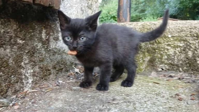 Swing, male puppy Mixed Breed for adoption at SPA Millau, Millau