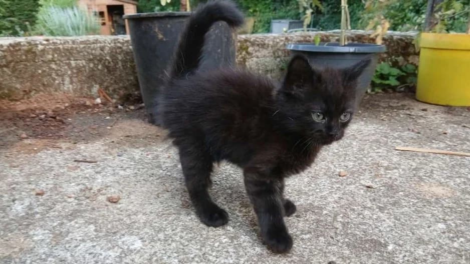 Slow, male puppy Mixed Breed for adoption at SPA Millau, Millau