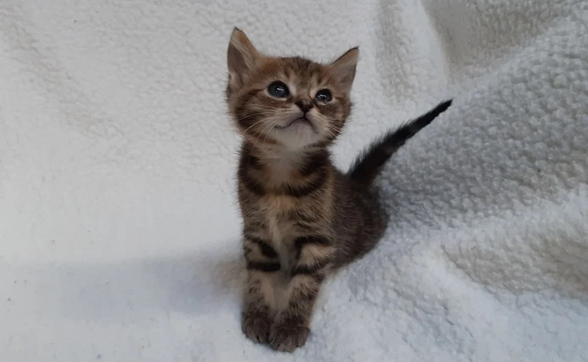 Vinaigrette, female puppy Mixed Breed for adoption at SPA Millau, Millau