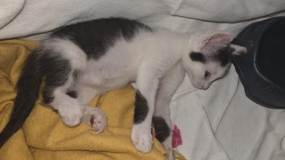 Atheba, female Mixed Breed for adoption at SPA Millau, Millau